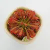 Planta-armadilha, Nepenthes, Planta Carnívora, Planta Repelente de Mosquitos, Planta Armadilha de Mosquitos, Planta Super Grande Capturadora de Insetos, Planta Divertida em Vaso
