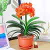 Planta de Clívia em vaso preciosa, muda madura para varanda interna, floresce no mesmo ano, variedade 'Monge de Cabeça Redonda', fácil de cuidar, uma boa planta verde