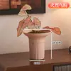Maceta de Plástico Acampanada para Sala de Estar, Escritorio Sencillo con Anturio Rojo y Planta Verde Árbol del Dinero, Maceta de Falenopsis