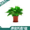 Las Plantas en Maceta de Rábano Verde Son Fáciles de Cultivar en Interiores, Absorben Formaldehído, Purifican el Aire, Plantas Hidropónicas, Plantas Verdes, Plantas con Flores en Maceta, Cestas Verdes al por Mayor