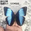 Venta Directa al Por Mayor de Fábrica de Especímenes Reales de Mariposas con Alas Extendidas, Diversos Insectos y Escarabajos, Accesorios para Fotos, Educación Científica, Especímenes Naturales