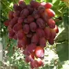 Pacote de Envio Direto de Mudas de Uva, Variedade Rosa Sol, Adequado para Plantio em Jardins e Varandas, Pode Ser Cultivado em Regiões do Norte e do Sul, Árvores Frutíferas com Terra e Folhas, Plantas em Vasos