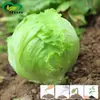 Semillas de Lechuga Bola Huerto Familiar Huerta de Verduras Verduras en Maceta Fáciles de Cultivar Bola Compacta Crujiente Tierna Dulce Semillas de Lechuga
