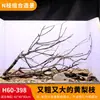 Árbol para paisajismo de acuario sudamericano, ramas secas, ramas de peral amarillo, decoración de sustrato, pecera pequeña, ramas naturales, decoración de paisajismo y paisajismo.