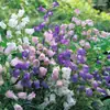 180 Variedades de Sementes de Flores Não Repetitivas, Fáceis de Cultivar em Todas as Estações, Podem Afastar Mosquitos, Adequadas para Varandas Internas e Externas, Distribuição Transfronteiriça