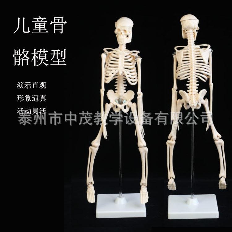 儿童骨骼