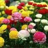 Bulbos de Ranúnculo, bulbos de Peônia, Peônias de flor dobrada, plantas fáceis de cultivar e resistentes para todas as estações, mudas de flores em vasos