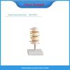 Para tratamento médico XC118 esqueleto lombar da coluna vertebral humana modelo de ensino clínico modelo de coluna lombar normal de quatro seções