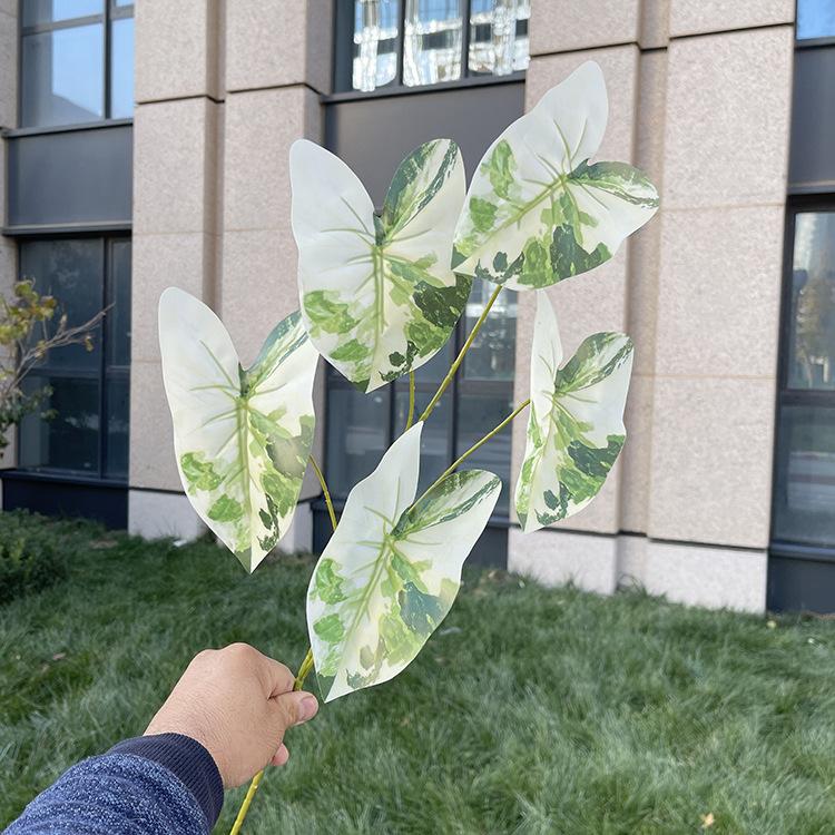 5叉彩色芋叶-7色系 水墨白间绿.JPG