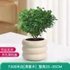 Planta en Maceta Árbol del Dinero, Planta Roja Auspiciosa, Interior Oficina, Fácil de Mantener, Madera Pie de Pato Planta Verde, Sala de Estar, Adornos Perennes para Todas las Estaciones
