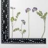 Espécimes de plantas Astragalus sinicus flores secas desidratadas atacado material em relevo pacote produção fazendo moldura pintura artesanato matérias-primas