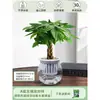 Árbol de la Fortuna Trenzado Planta Pequeña en Maceta Bonsái Escritorio Oficina Planta Verde Tolerante a la Sombra Planta Hidropónica