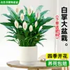 Maceta Grande de Planta de Palma Blanca de una Pieza para Dropshipping, un Símbolo de Buena Fortuna, Planta en Maceta con Flores, Planta Hidropónica, Planta con Flores, Planta Verde para Interior de Oficina