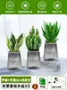 Ciudad sin Noche Planta de Aloe Vera en Maceta Planta Verde Purificadora de Aire de Interior Suculenta para Escritorio de Oficina Flor de Cuatro Estaciones Cactus Plántula de Aloe Vera