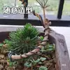 Alambre de Aluminio para Poda y Modelado de Bonsái, Adecuado para Plantas de Tocón Viejo y Doblado de Ramas de Árboles Frutales