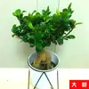 Plantas Verdes de Mesa Atacado Florais de Escritório Jiboia Árvore da Fortuna Plantas de Interior em Vasos Base Fornecimento de Produção Própria