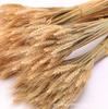 Fabricante de Flor Seca de Espiga de Trigo Yunnan Atacado Espiga de Trigo Abertura Cevada Flor Seca Decoração para Casa Buquê de Flor Seca de Espiga de Trigo