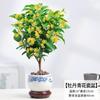 Una Pieza de Dropshipping Plántulas de Osmanthus de Cuatro Estaciones, Florales Resistentes al Frío, Plantas en Maceta de Osmanthus Dorado para Balcón, Montones Viejos de Patio, Período de Floración de Aroma Fuerte