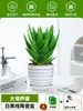 Ciudad sin Noche Planta de Aloe Vera en Maceta Planta Verde Purificadora de Aire de Interior Suculenta para Escritorio de Oficina Flor de Cuatro Estaciones Cactus Plántula de Aloe Vera
