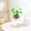 Planta Hidropônica de uma Peça para Drop-Shipping, Planta Trepadeira Tartaruga da Montanha, Planta de Vaso Dourada Imutável, Planta Verde, Fácil de Cultivar em Interior, Mesa de Trabalho