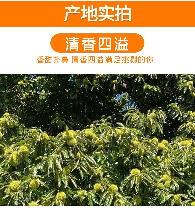 云南粉糯板栗详情图6