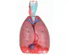 Laringe con Tráquea, Modelo de Bronquios, Material de PVC, Modelo Anatómico del Sistema Respiratorio