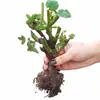 Plántulas de Rosa Muy Fragantes, Flores para Balcón con Portainjerto Viejo, Florecen en Todas las Estaciones, Adecuadas para Plantar en Interiores y Jardín, Plantas de Rosa en Maceta