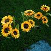 Girasol Solar Exterior Jardín Patio Balcón Decorativo Inserto de Piso Césped Paisaje Luz Nocturna