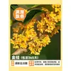 Mudas de Osmanthus, Plantas de Osmanthus de Quatro Estações em Vaso, Plantas com Flores Comestíveis, Interior Varanda Pátio, Padrões de Flores Perfumadas, Florescendo Continuamente