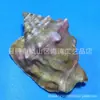 Artesanías Naturales de Caracolas para Decoración de Acuarios, Educación Científica para Estudiantes y Niños, Adornos Temáticos del Océano