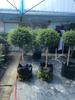 Dropshipping Árvore de Cera Folha Dourada Ligustrum Ligustrum Pirulito Muda Estilo Vila Pátio Árvore Planta em Vaso Sichuan e Yunnan