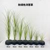 Planta de interior de grama de cebola simulada para sala de estar grande paisagismo de parede de plantas bonsai planta verde plástica única capim-dos-pampas decorativo