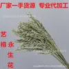 Ramo de flor de avena seca Yunnan Yongsheng flor al por mayor flor adornos para sala de estar interior joyería diy materiales hechos a mano al por mayor