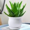 Aloe Vera en Maceta Interior Eliminación de Formaldehído Purificador de Aire Planta Verde Escritorio de Oficina Suculenta Fácil de Cultivar Flores y Cactus Todo el Año