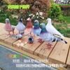 Pombo Cinza Grande Pombo Selvagem Simulação Rola Pombo Quadrado Artesanato de Espuma Decorações de Paisagem para Casa Enfeites