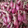 Cebollas Rojas Frescas, Cebollas Secas, Cebollas Pequeñas, Cebolletas, Cebollas Aromáticas de Granjas de Sichuan, Envío Gratis, Exportación