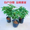 Mudas de osmanthus para quatro estações, flores resistentes ao frio para varandas, plantas de osmanthus dourado em vasos para pátios, plantas maduras com fragrância forte e longo período de floração
