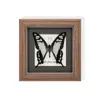 Raro Ornamento de Insecto Precioso Mariposa Pavo Real Espécimen de Mariposa Azul Regalo para Ancianos, Amigos, Niñas Regalo de Cumpleaños Marco de Espécimen de Mariposa