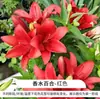 Lirios de perfume, flores de cuatro estaciones, bulbos de flores fáciles de cultivar, lirios asiáticos, plantas de maceta, lirios 'Black Magic' resistentes al calor