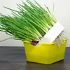 Bandeja de Plantación para Plántulas de Ajo Hidropónico, Cebolla y Brotes de Frijol, Bandeja para Brotes Verdes, Semillas de Ajo para Cultivo sin Suelo