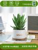 Envío directo Aloe Vera en maceta Interior Dormitorio Purificador de aire Resistente a la sequía Florales y Plantas Verdes Escritorio de oficina Buen almacenamiento