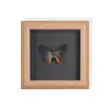 Set de Regalo con Espécimen de Mariposa Real, Mariposa Cola de Golondrina de Ojos Azules, Decoración 3D para Mujer, Regalo para Amigos, Materiales Didácticos, Marco de Fotos