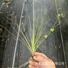 Piña de Aire Planta sin Tierra para Personas Mayores, Hierba de Aire Piña Planta Verde Creativa de Cuatro Estaciones Perenne Colgante de Interior