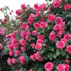 Dropshipping Sucos Varanda Mudas de Rosa Rosas Florindo Flores em Vasos Plantas Trepadeiras Cipós Rosa Plantas Verdes