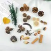 Material de Pacote para Criação de Ambiente de Jardim de Infância Fruta Natural Bolota Pinha Adereços de Fotografia Decoração Artesanal DIY Fruta Casca de Fruta