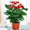 Plantas de Antúrio em Vaso São Navegação Tranquila, Plantas de Flores de Cesta de Rabanete Verde, Florais de Interior, Plantas Verdes de Palmeira Branca Hidropônica, Árvores da Fortuna São Sugadas com Shihai