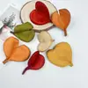 Envío Gratis 30 Piñas Flores Secas Decorativas Hecho a Mano Paquete de Materiales Creativos DIY Decoración del Hogar Ramas Secas Piñas Escama de Pez