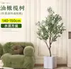 Planta de olivo en maceta para sala de estar interior, esquejes reales, planta grande en maceta, fácil de cuidar, adecuada para inauguración de casa y mudanza