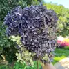 Flor eterna Anna Hortensia Flor Seca Ramo al por mayor Decoración del hogar Cafetería Bar Decoración de la mesa del comedor