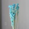 Flores de Mijo Conservadas Blancas, Flores de Mijo Secas, Venta al por Mayor desde Fabricante, Materiales para Uñas Hechas a Mano DIY